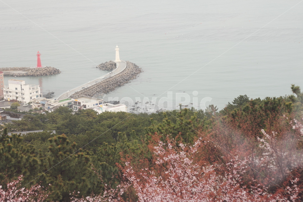바닷가,바다,봄풍경,벚꽃나무,등대,sea,cherryblossom,꽃나무,spring