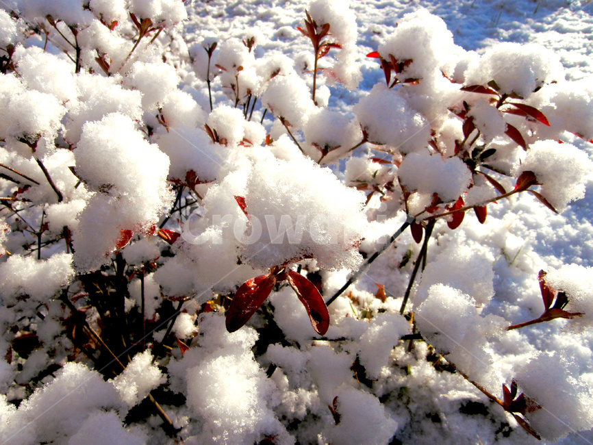 눈,날씨,식물,폭설,백색,하얀색,겨울,snow,winter,plant,botany,weather,겨울,계절,winter,season