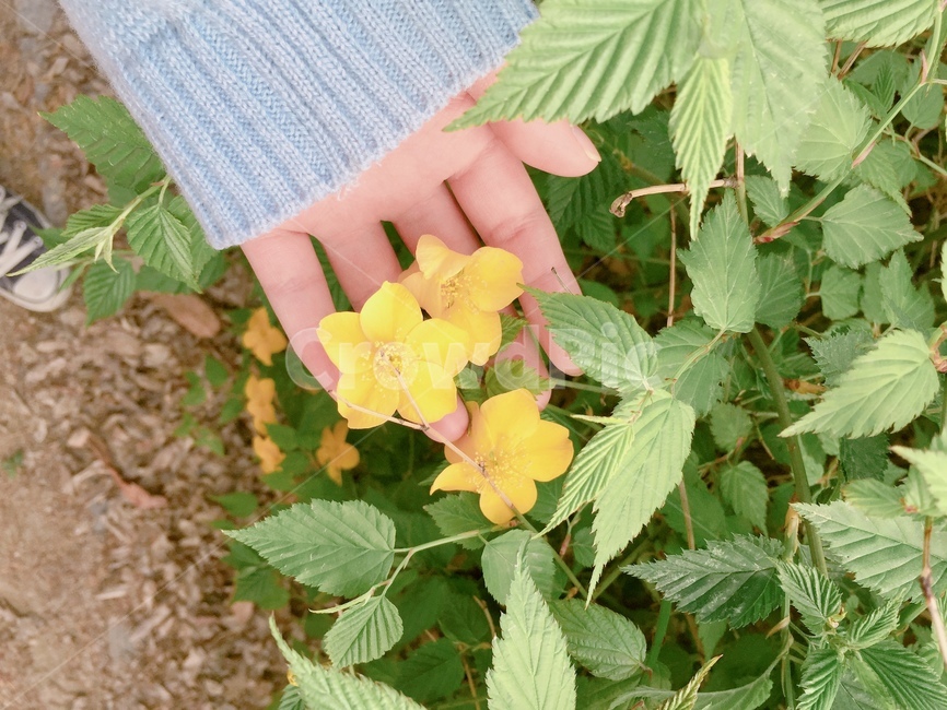 꽃,노란꽃,손,잎,여자손