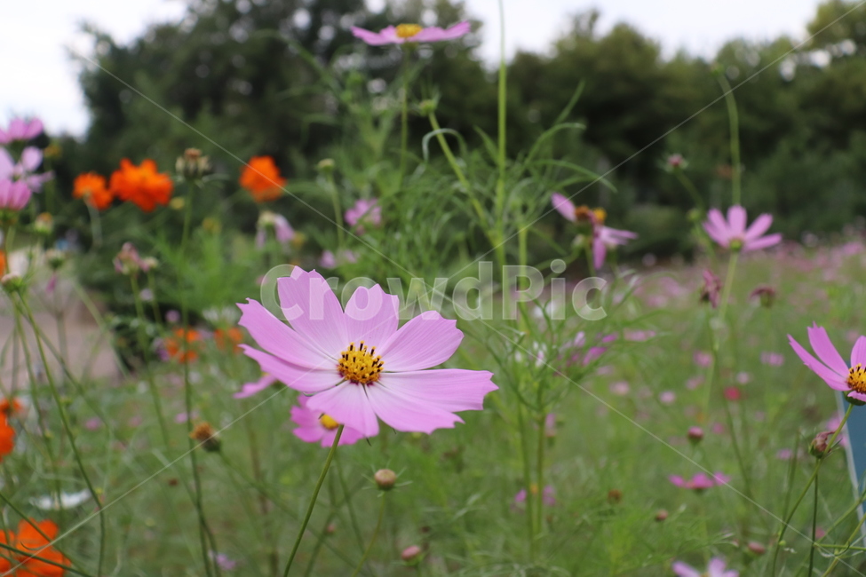 plant,식물,꽃,flower,코스모스,cosmos,풍경