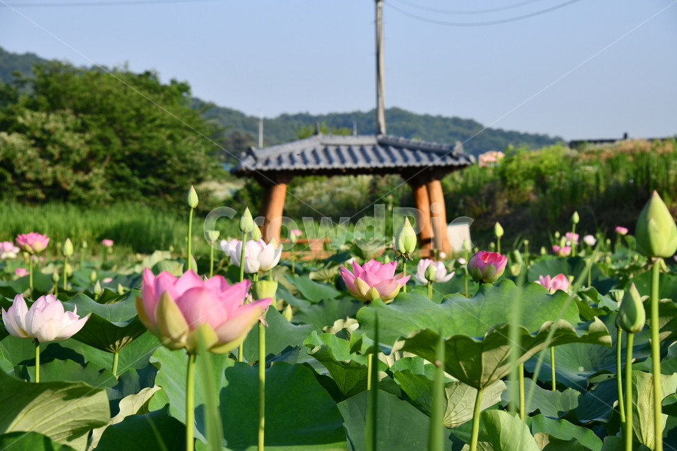 꽃,접사,연꽃밭,식물,plants,nature,flower,분홍색,핑크색,연잎,연꽃