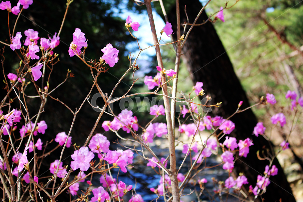 blossom,geranium,flower,제라늄,plant,꽃,봄,계절,식물