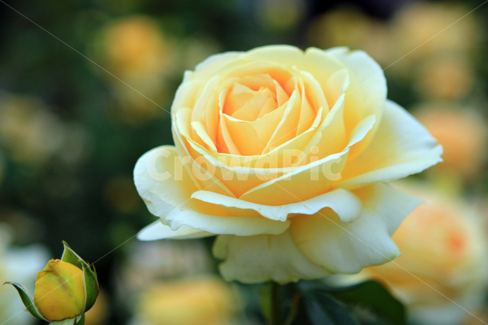 장미,꽃,flower,장미꽃,rose,꽃잎,꽃망울,꽃송이