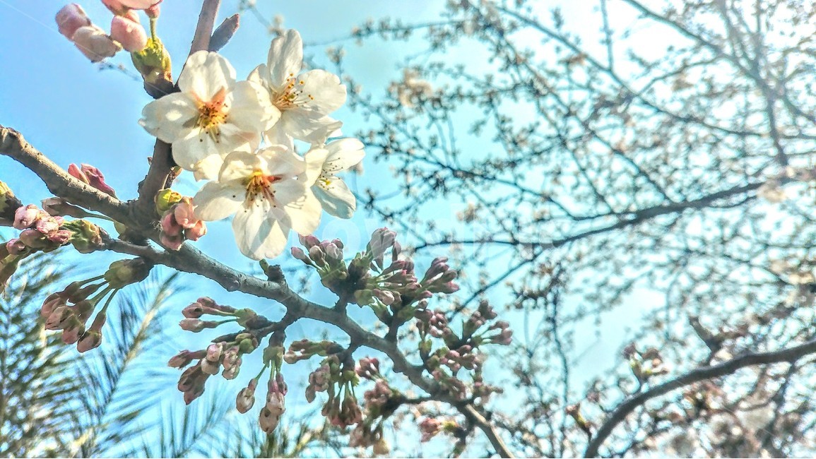 꽃,벚꽃,하늘,배경,풍경,자연,식물,자연,plants,nature,꽃,flower