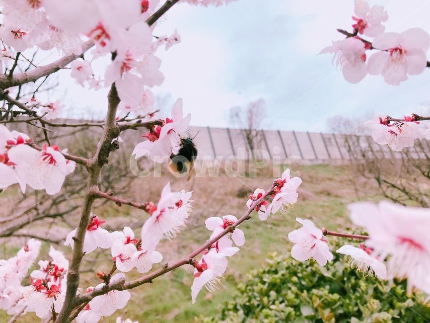 봄,벚꽃,사랑,분홍,핑크,하늘