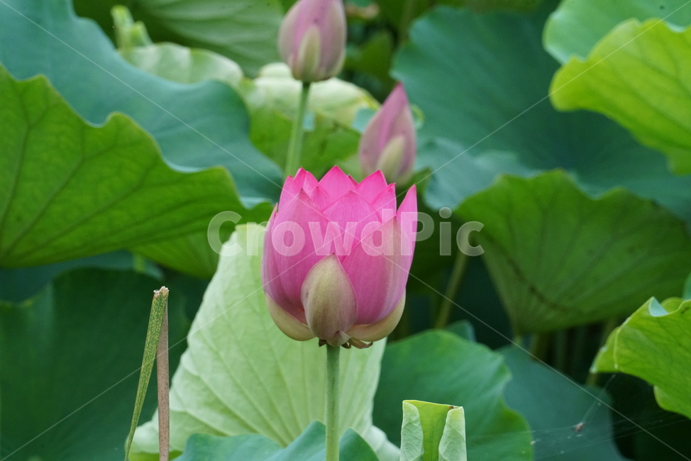 연꽃,련꽃,수련과,담수초,수중식물,식물,lotus,수초