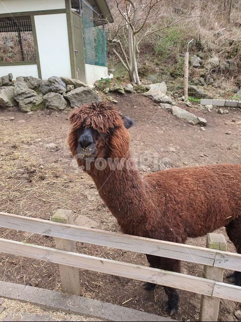 animal,동물,라마,갈색,제주도동물,llama