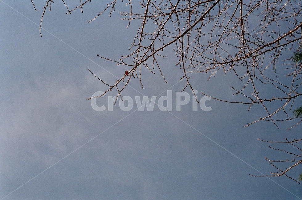 하늘,겨울하늘,겨울,나뭇가지,하늘배경,sky,winter,필름,감성