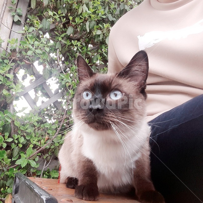 고양이,샴고양이,반려묘,식빵냥,샴발리니즈,동물,animal,포유류,mammal,고양이,cat,kitten,kitty