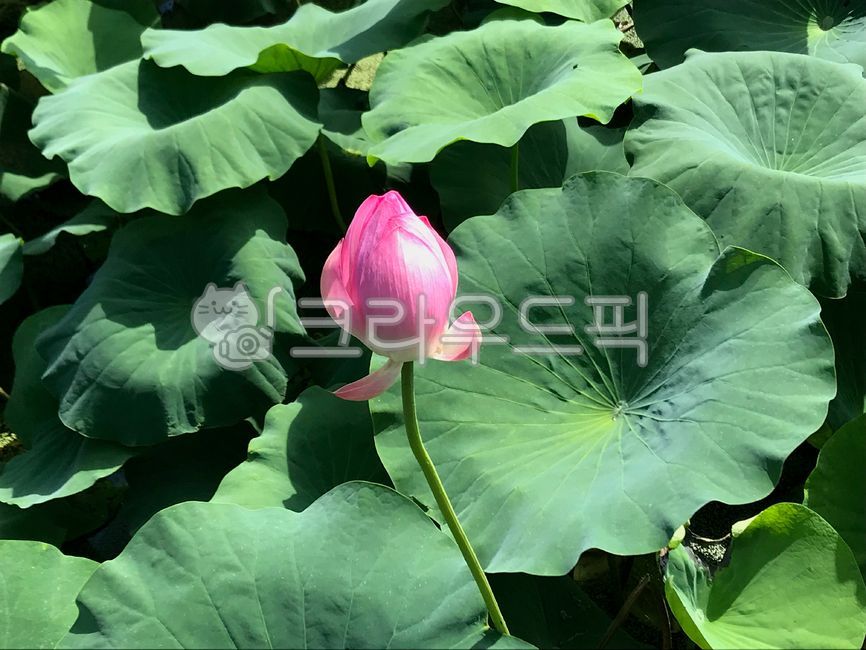 연꽃,연꽃잎,연꽃밭,봉우리,봉오리,연꽃축제,축제,plant,식물,flower,꽃,blossom