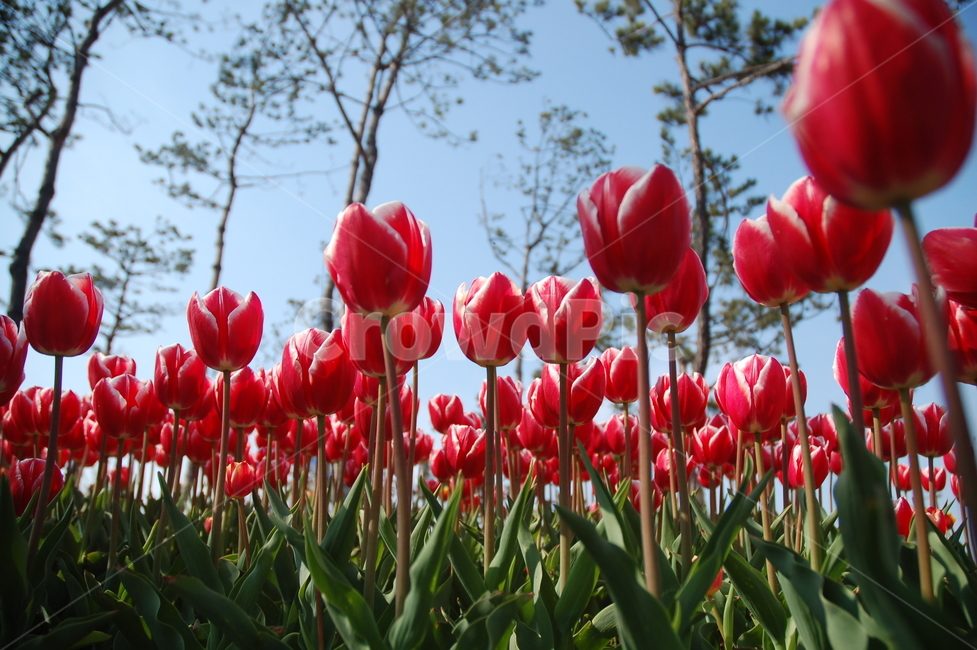spring,Pretty upright,Tulip,flower