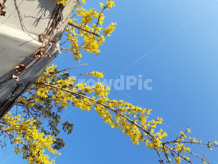 개나리,꽃,봄,하늘,맑은날씨,노란꽃,봄,계절,spring,season,식물,자연,plants,nature,꽃,flower,tree,나무,plant