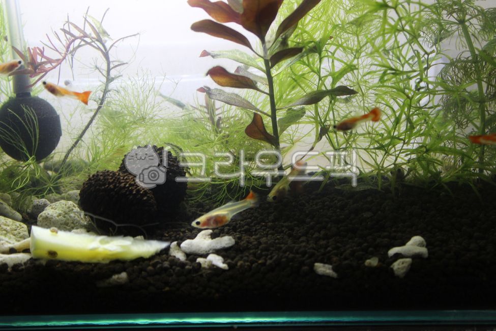 수족관,안시롱핀,안시숏핀,구피,구피유어,수초,물생활,열대어,물고기,안시숏핀유어,안시롱핀유어