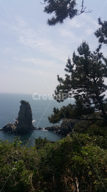 외돌개,제주도,바다,소나무,절경,자연,하늘,풍경,배경,서귀포,바위,나무,돌,파도,힐링,바람