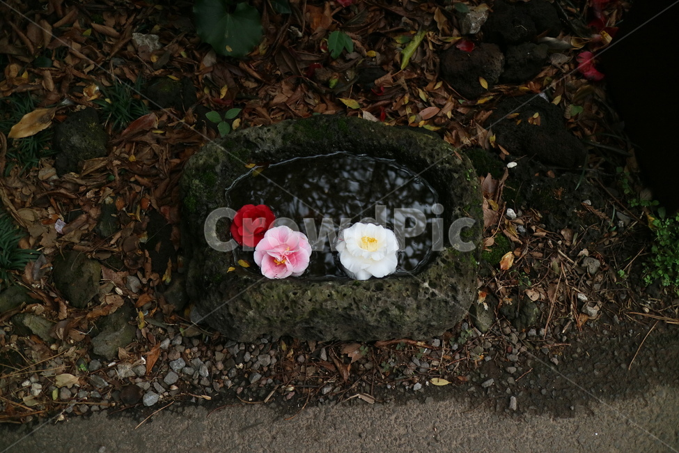 감성사진,감성,plant,식물,꽃,동백꽃