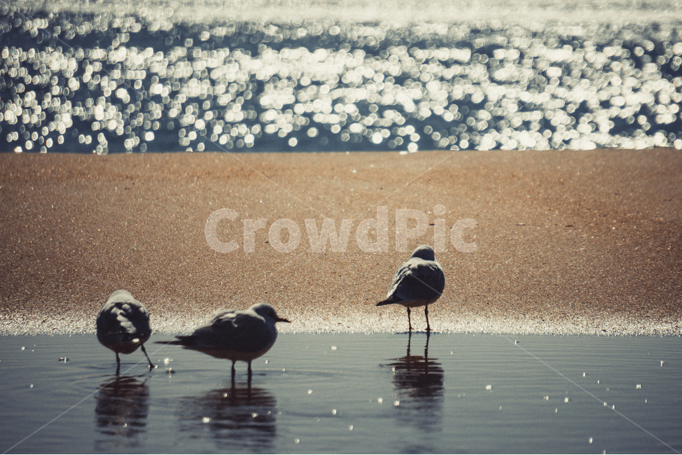 광안리,해수욕장,바다,모래사장,갈매기,자연,부산,다리,모래,해변,busan,sand,휴식,sea,seagull,동물,animal,beach,rest,nature,해변,바다,beach,sea,동물,animal,조류,새,birds