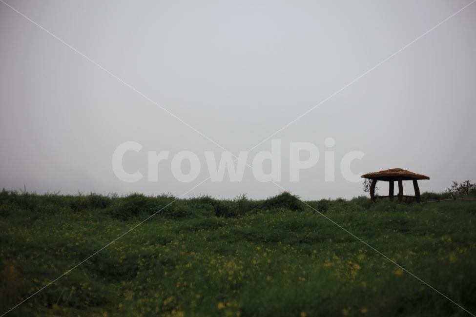 청보리밭,고창,원두막,자연,풍경,자연,풍경,nature,landscape,field,들,grassland,목초지,outdoors,옥외