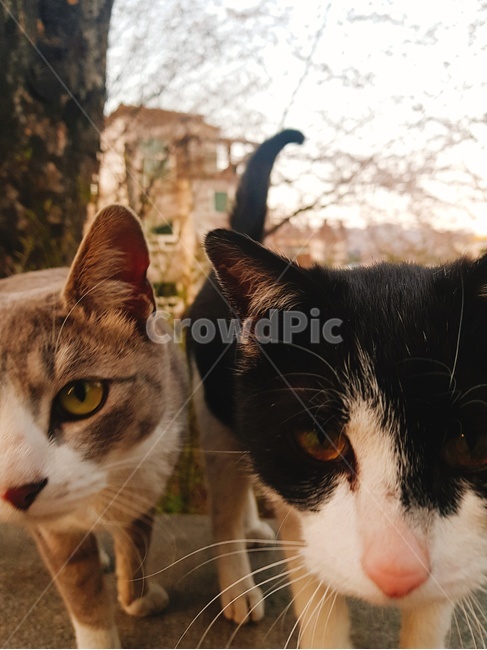 동물,고양이,검은고양이,새끼고양이,공원,cat,길고양이,길냥이,회색고양이,animal,친구,동물,animal,포유류,mammal,고양이,cat,kitten,kitty