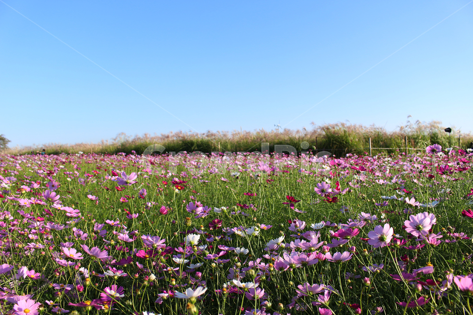 꽃,코스모스,가을,자연,감성,하늘공원,꽃밭,풍경,초원,풀,식물,nature,landscape,flower,가을,계절,fall,autumn,season,식물,자연,plants,nature,꽃,flower,outdoors,옥외,grassland,목초지,field,들,rural,농촌,farm,농장,plant,meadow