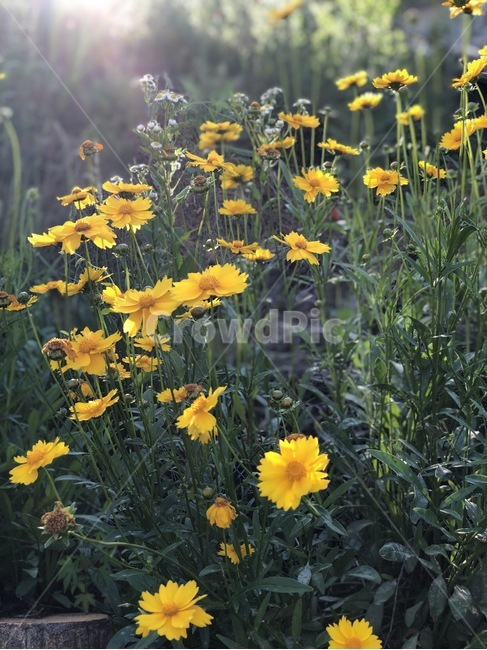 꽃,배경화면,nature,natural,코스모스,가을꽃,여름꽃,matt,beautiful