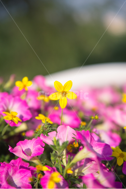 꽃,감성사진,풍경사진,식물,배경화면,식물,자연,plants,nature,꽃,flower