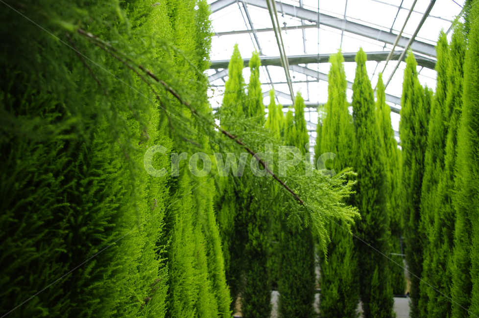 율마,초록,식물,plant,color,식물,자연,plants,nature