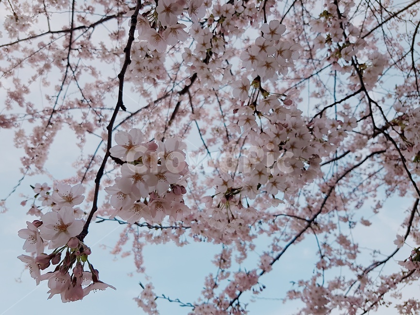 벚꽃,꽃놀이,벚꽃놀이,봄,나들이,사쿠라,cherryblossom,blossom,꽃잎,하늘,봄,계절,spring,season,식물,자연,plants,nature,꽃,flower,plant,cherry blossom