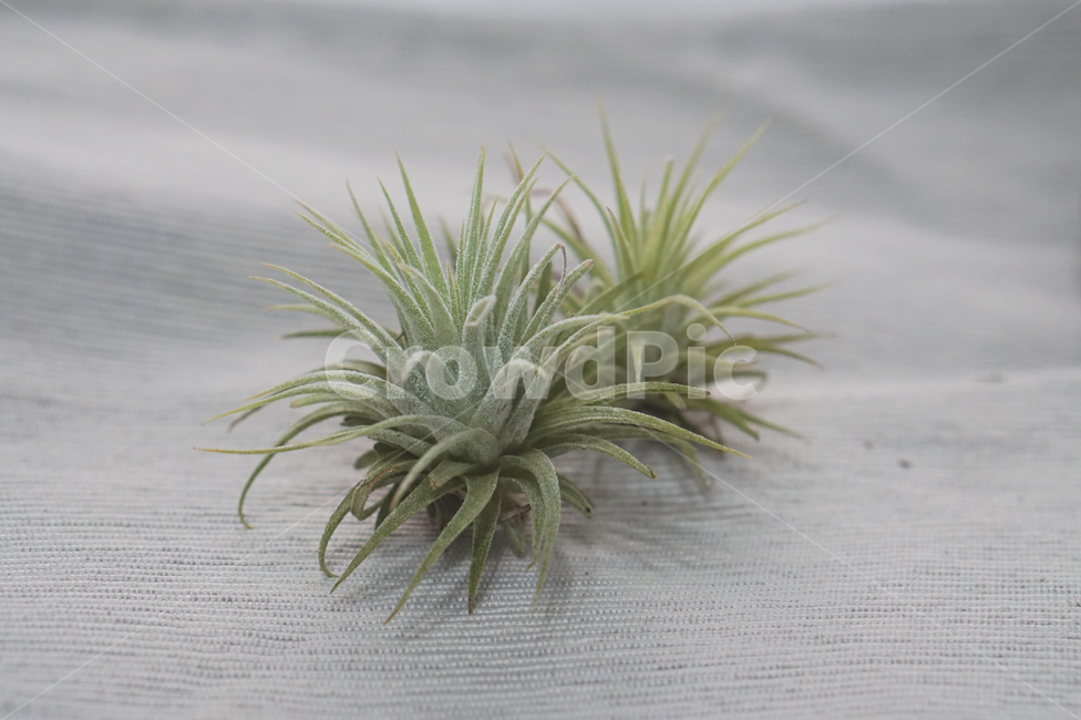 틸란드시아,이오난사,공기식물,airplants,공기정화식물,미세먼지제거,식물,자연,plants,nature