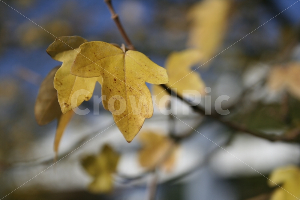 가을,계절,나뭇잎,잎,잎새,식물,나무,식물,자연,plants,nature,가을,계절,fall,autumn,season,plant,leaf