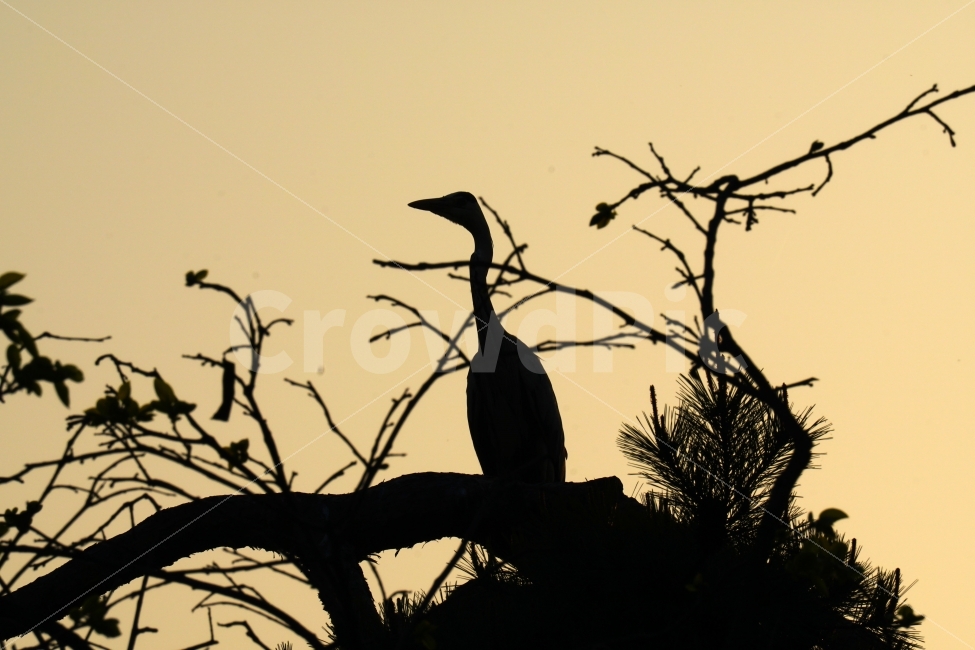 왜가리,새,조류,동물,자연,bird,animal,nature,나무,하늘,역광,tree,한국,한국적,한국적인,korea,동물,animal,조류,새,birds