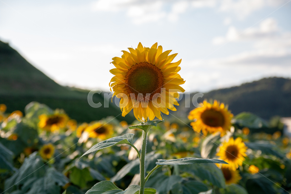 해바라기,하늘,산,꽃,sunflower,꽃밭,아웃포커싱,경기도,해바라기축제,자연,풍경,식물,flower,nature,landscape,flowergarden,plants,자연,풍경,nature,landscape,식물,plants,꽃,flower,plant,blossom