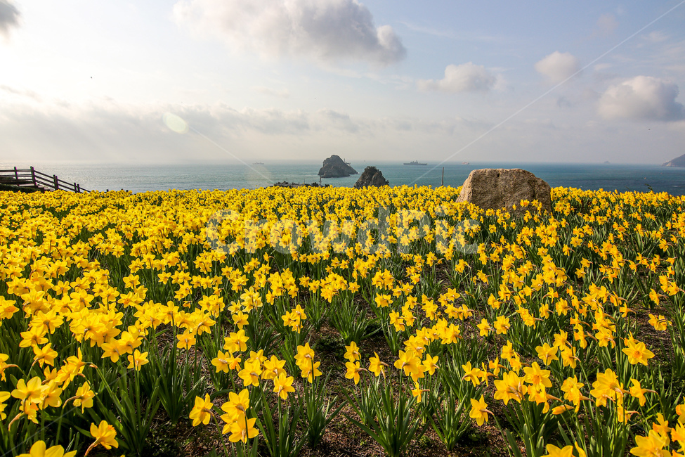 수선화,꽃,식물,flower,들,field,nature,자연,rural,farm,농장,농촌,grassland,meadow,countryside,목초지,자연,풍경,nature,landscape