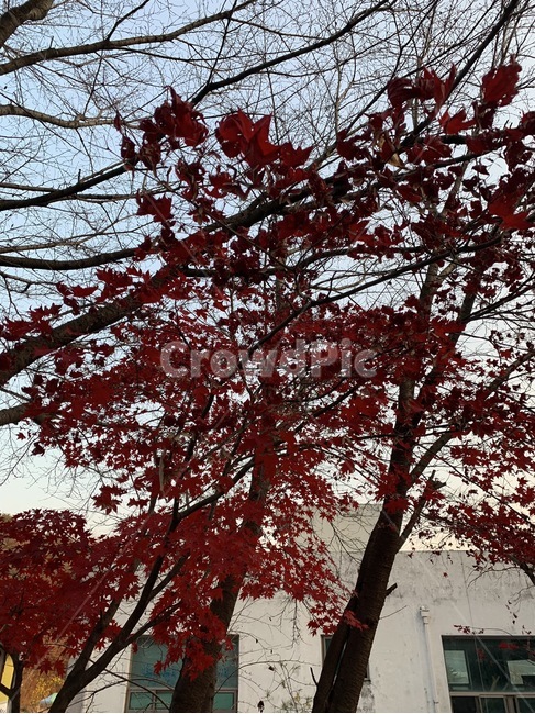 가을,단풍,감상사진,감성,나무,가을,계절,fall,autumn,season,tree,plant,식물,leaf,잎,maple
