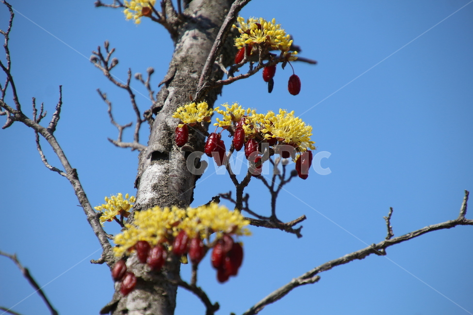 산수유,꽃,식물,층층나무,구례산수유,축제,노랑색,봄,계절,spring,season,식물,자연,plants,nature,꽃,flower,plant,tree,나무