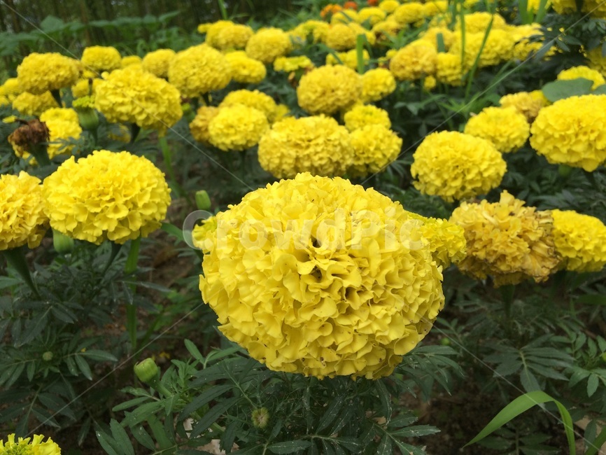 꽃,플라워,flower,수국,노랑,옐로우,yellow