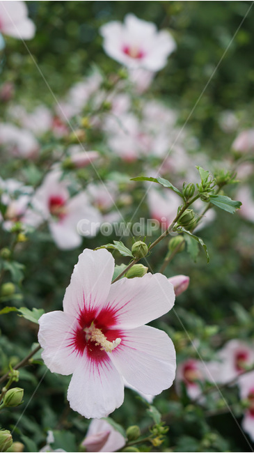 꽃,무궁화,대한민국,식물,자연,식물,자연,plants,nature,꽃,flower