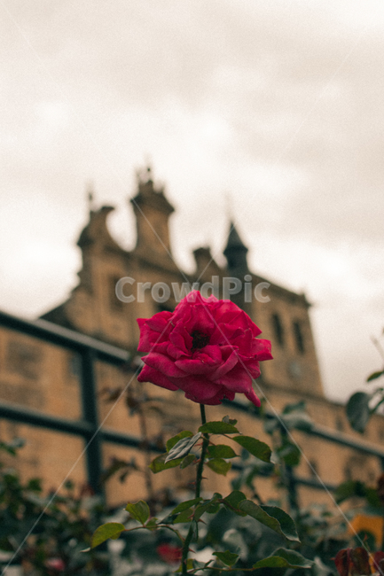 꽃,flower,rose,장미,식물,plant,blossom,감성사진,성당