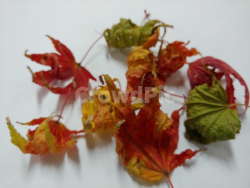 단풍,낙엽,나뭇잎,잎새,빨강,노랑,나무,가을,가을,계절,fall,autumn,season,plant,식물,leaf,잎,maple,tree