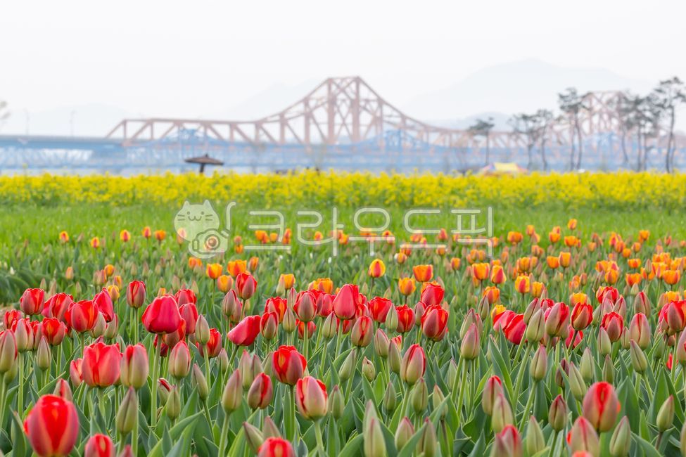 blossom,Tulip,nature,Color,flower garden,tulip,flower,flower jar,spring flowers,spring,outdoor,outdoors,plant,season,colorful