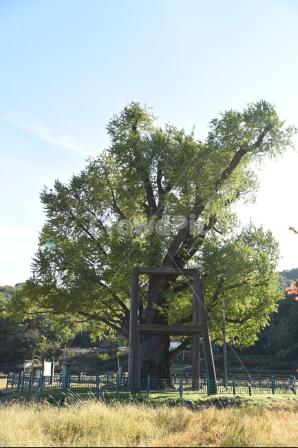 은행나무,구량리,노거수,tree,나무,plant,식물,nature,울산,보호수,식물,자연,plants,nature,나무,trees,wood