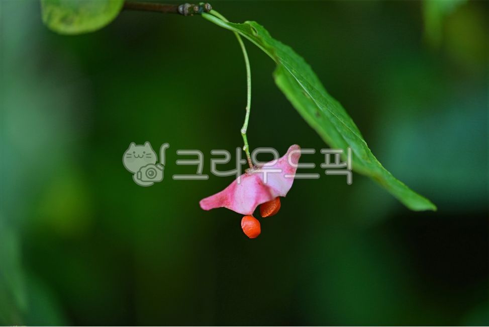 Japanese maple,arrow tree,tree,shrub,deciduous tree,branch,bark,leaf,leaves,green,red,autumn,maple,nature,forest,woods,garden,wild,native,Korea,Korean plants,ecology,botany,plant,vegetation,vegetation,season,close-up,close-up,