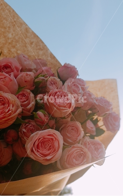 미니장미,분홍,감성,분위기,하늘,꽃,flower,기념일,축하,anniversary,congratulation,celebrate,celebration