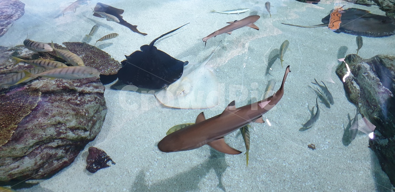 아쿠아리움,수족관,아쿠아,대형수족관,상어,가오리,동물,animal,어류,물고기,fish