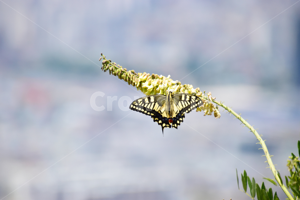 배경,아름다운,하늘,자연,나비,호랑나비,background,beautiful,sky,nature,butterfly,tigerbutterfly,동물,animal,곤충,벌레,insect,bug