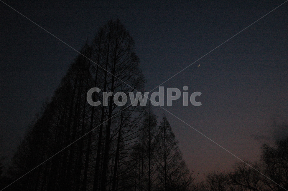 초승달,crescentmoon,나무,자연,달,야경,밤,풍경,nightscape,night,landscape,식물,자연,plants,nature,나무,trees,wood,outdoors,옥외,astronomy,천문학,universe,우주,starry sky,별이 빛나는 하늘,outer space,대기권 밖
