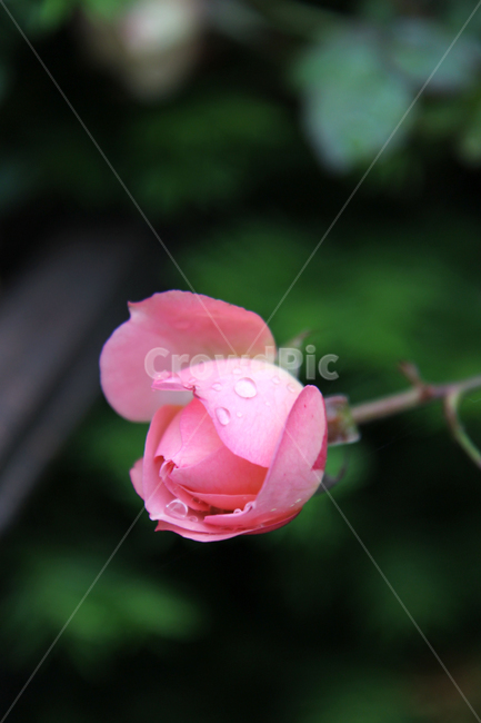 장미,분홍장미,한송이,빗방울맺힌,장미한송이,청순,물방울,청초,blossom,꽃,식물,rose,flower,plant,식물,자연,plants,nature,꽃,flower