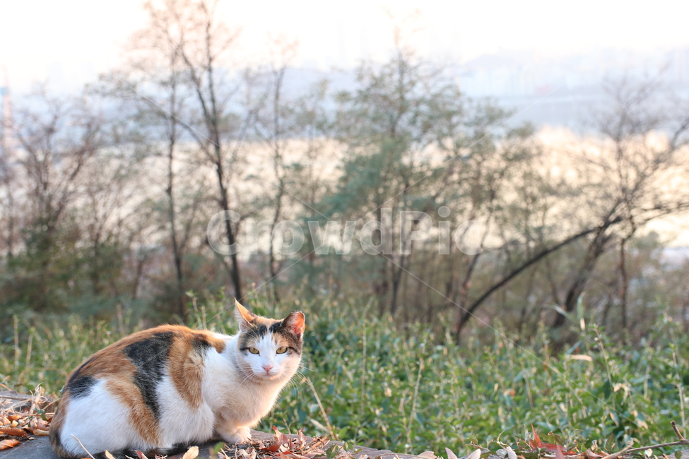 고양이,고양이사진,동물사진,하늘공원,노을사진,가을,계절,fall,autumn,season,동물,animal,포유류,mammal,고양이,cat,kitten,kitty,manx,맨 섬 사람
