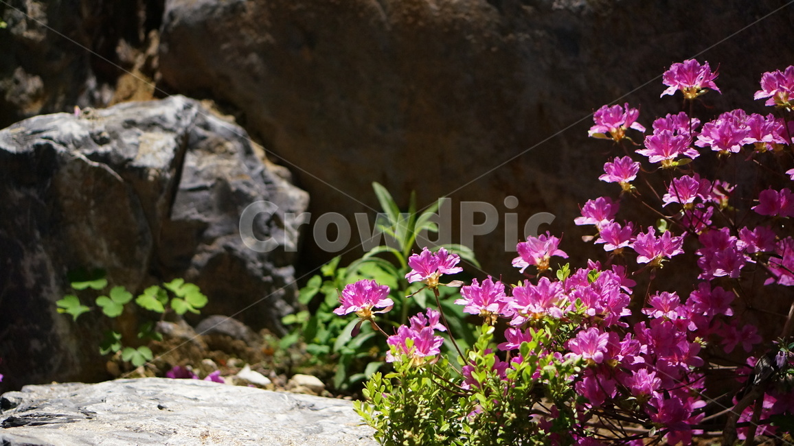 진달래,진달래꽃,자연,핑크,정원,초록,바위,풀잎,식물,koreanrosebay,flower,garden,plant,nature,green,greenery,식물,자연,plants,nature,꽃,flower