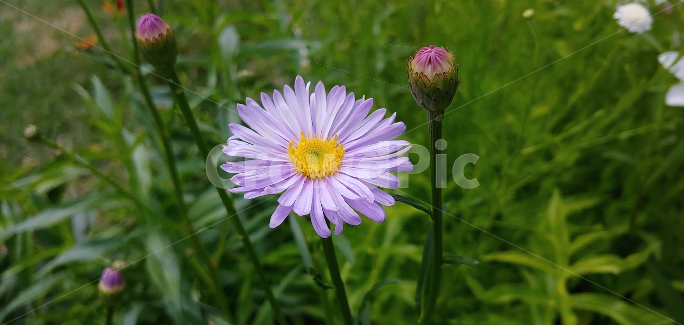 식물,꽃,들국화,야생화,자연,연보라색,보라색,그린,녹색,식물,자연,plants,nature,꽃,flower