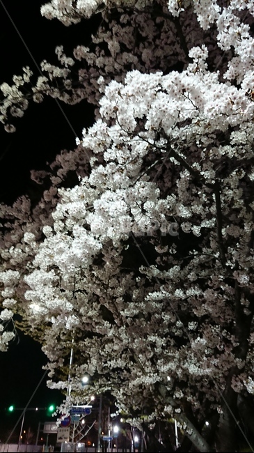 밤,봄,벚꽃,화사한,공원,능허대공원